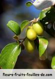 Fleurs-Fruits-Feuilles de ziziphus mauritiana