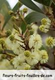 Fleurs de acacia heterophylla