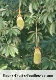 Fleurs-Fruits-Feuilles de adansonia digitata