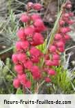 Fleurs-Fruits-Feuilles de agauria buxifolia