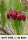 Fleurs-Fruits-Feuilles de agauria salicifolia