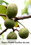 Fruit de aleurites moluccana