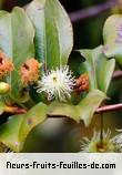 Fleurs-Fruits-Feuilles de aphloia theiformis