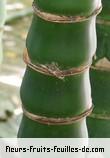 Fleurs-Fruits-Feuilles de bambusa ventricosa