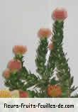 Fleurs-Fruits-Feuilles de banksia species