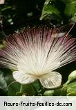 Fleurs de barringtonia asiatica