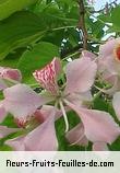 Fleurs-Fruits-Feuilles de bauhinia monandra