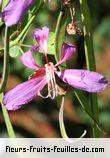 Fleurs-Fruits-Feuilles de bauhinia purpurea