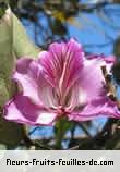 Fleurs-Fruits-Feuilles de bauhinia variegata