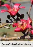 Fleurs-Fruits-Feuilles de bombax ceiba