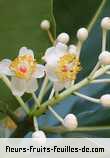 Fleurs-Fruits-Feuilles de calophyllum inophyllum
