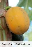 Fleurs-Fruits-Feuilles de carica papaya