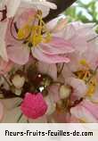 Fleurs-Fruits-Feuilles de cassia javanica