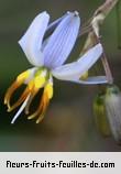 Fleurs de dianella ensifolia