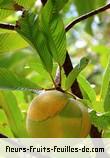 Fruit de dillenia indica