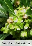 Fruit de dodonaea viscosa
