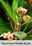 Fleurs-Fruits-Feuilles de dombeya ferruginea_subsp_borbonica