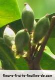Fruit de doratoxylon apetalum