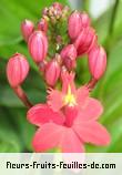 Fleurs-Fruits-Feuilles de epidendron species