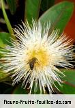 Fleurs de foetidia mauritiana