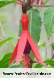 Fleurs-Fruits-Feuilles de fuchsia magellanica