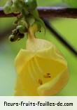 Fleurs de gmelina elliptica
