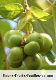 Fruit de gmelina elliptica