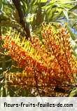 Fleurs-Fruits-Feuilles de grevillea robusta