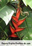 Fleurs-Fruits-Feuilles de heliconia bihai