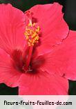 Fleurs-Fruits-Feuilles de hibiscus rosa_sinensis