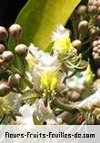 Fleurs-Fruits-Feuilles de hiptage benghalensis