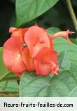Fleurs-Fruits-Feuilles de holmskioldia sanguinea