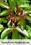 Fleurs-Fruits-Feuilles de jatropha gossypifolia