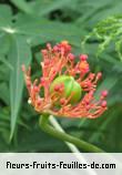 Fleurs-Fruits-Feuilles de jatropha multifida