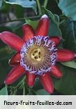 Fleurs de passiflora alata