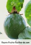 Fruit de passiflora edulis