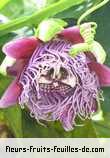 Fleurs-Fruits-Feuilles de passiflora quadrangularis