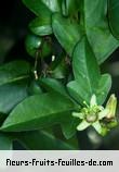 Fleurs-Fruits-Feuilles de passiflora suberosa
