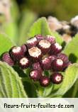 Fleurs-Fruits-Feuilles de psiadia anchusifolia