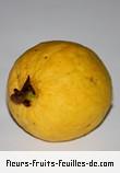 Fruit de psidium guajava
