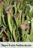Fleurs-Fruits-Feuilles de sarracenia species