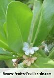 Fleurs-Fruits-Feuilles de scaevola sericea