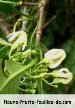 Fleurs de tabernaemontana persicariifolia