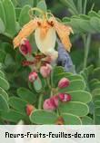 Fleurs de tamarindus indica
