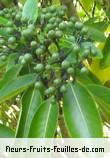 Fruit de tarenna borbonica