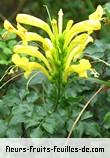 Fleurs de tecomaria capensis_aurea