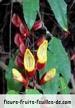 Fleurs-Fruits-Feuilles de thunbergia mysorensis