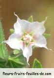 Fleurs de trichodesma zeylanicum