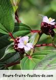 Fleurs-Fruits-Feuilles de tristemma mauritianum
