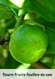 Fruit de vangueria madagascariensis
